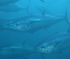 El BOE recoge la prohibición para la pesca deportiva de atún rojo
